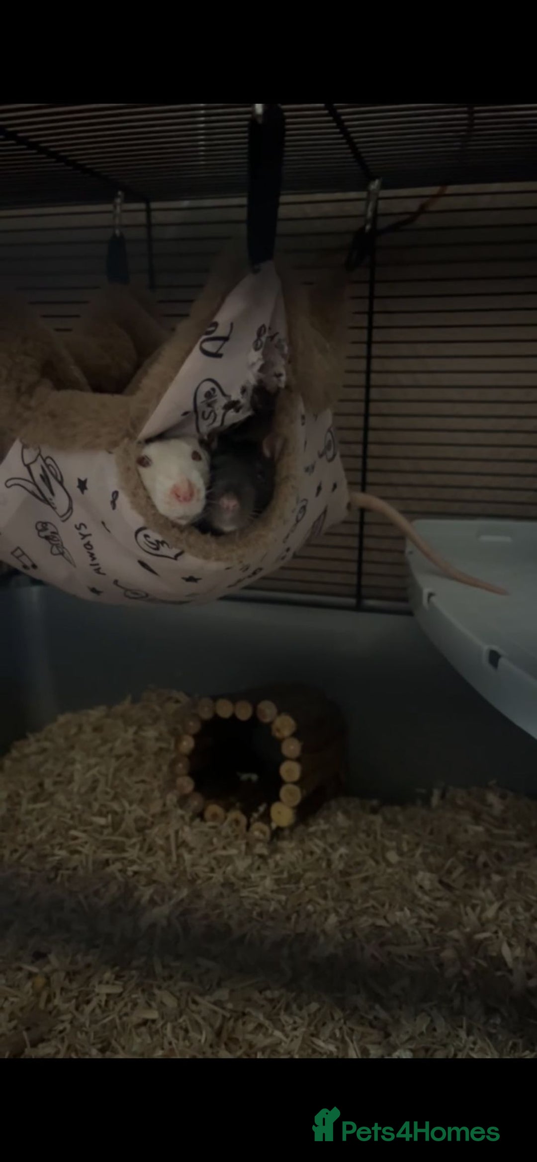 Rat rodents for sale: Two female tame rats  - Advert 6