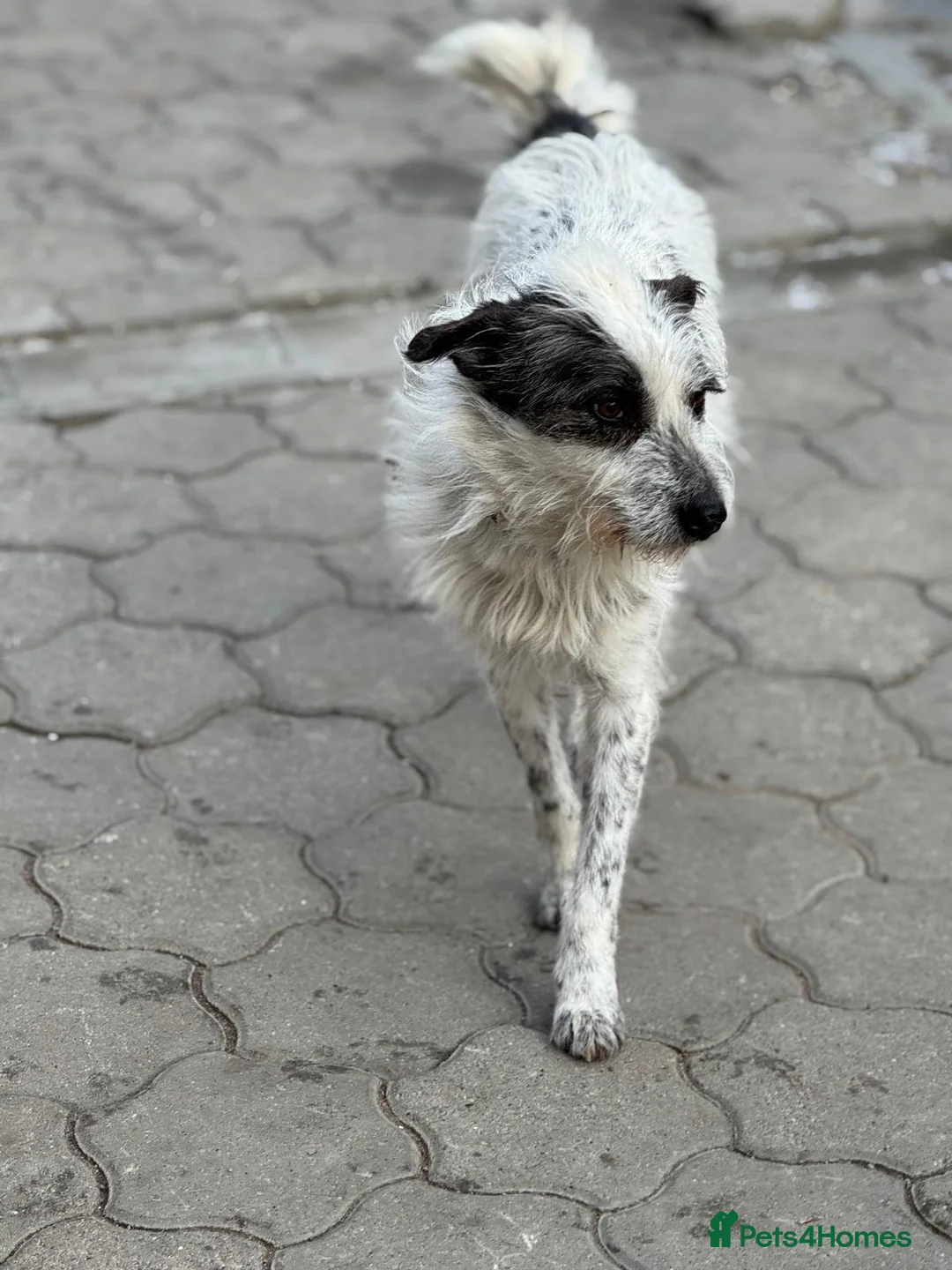 Mixed Breed dogs for adoption: 🐾MIRA🐾, a beautiful young girl for a Loving Home - Advert 4