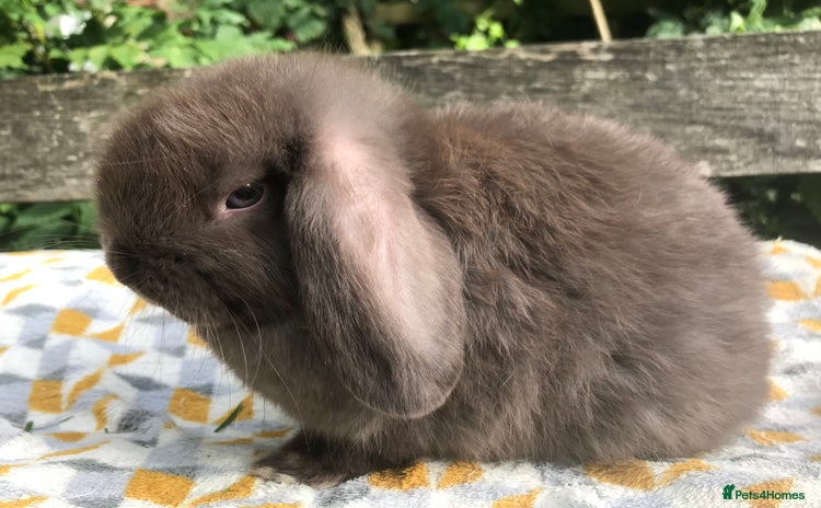 Mini Lop rabbits - Advert 3