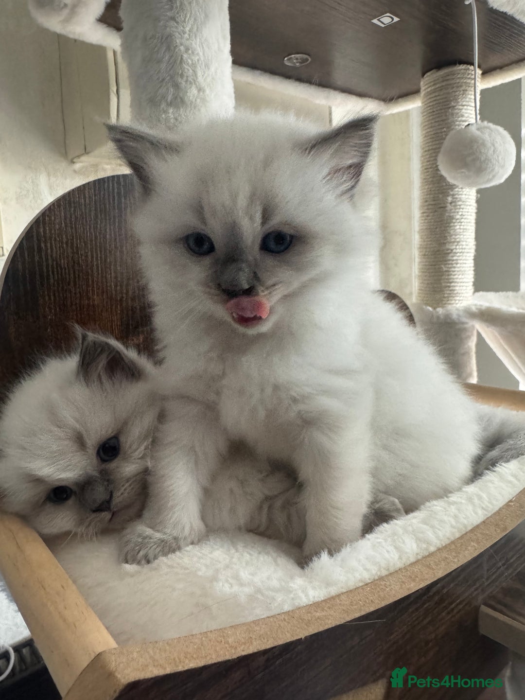 Ragdoll cats for sale: Beautiful Male Ragdolls – Champion Bloodlines - Image 2