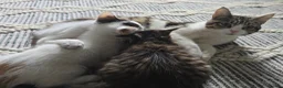 Mixed Breed cats for sale: Gorgeous kittens  - Advert 5
