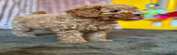 Cavapoo dogs for sale: Adorable teddy bear toy cavapoo health checked - Advert 5