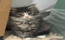 Mixed Breed cats for sale: Kittens - Image 4