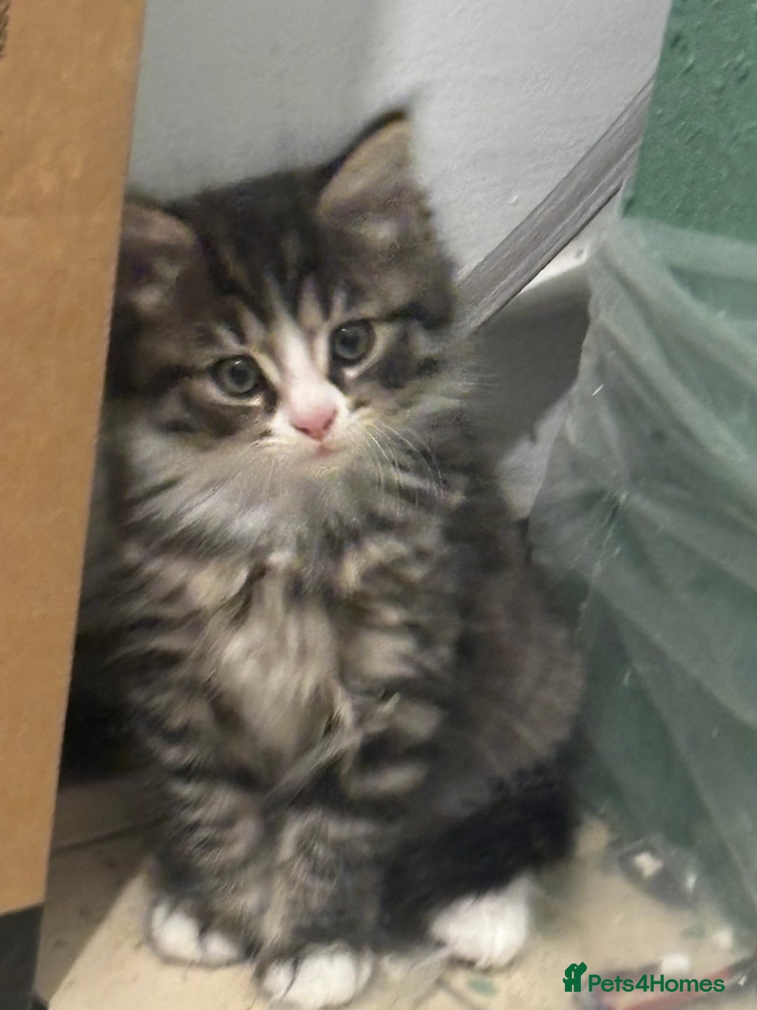 Mixed Breed cats for sale: Kittens - Image 4