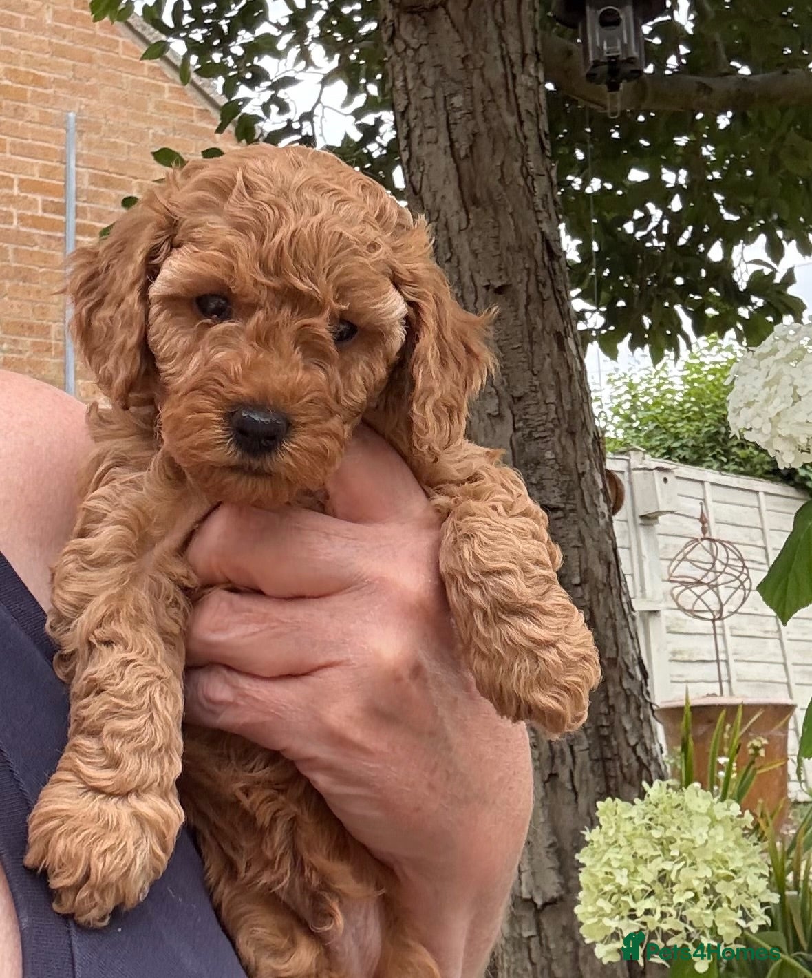 Miniature Poodle dogs Beautiful Miniature Poodle Puppies - Advert 2