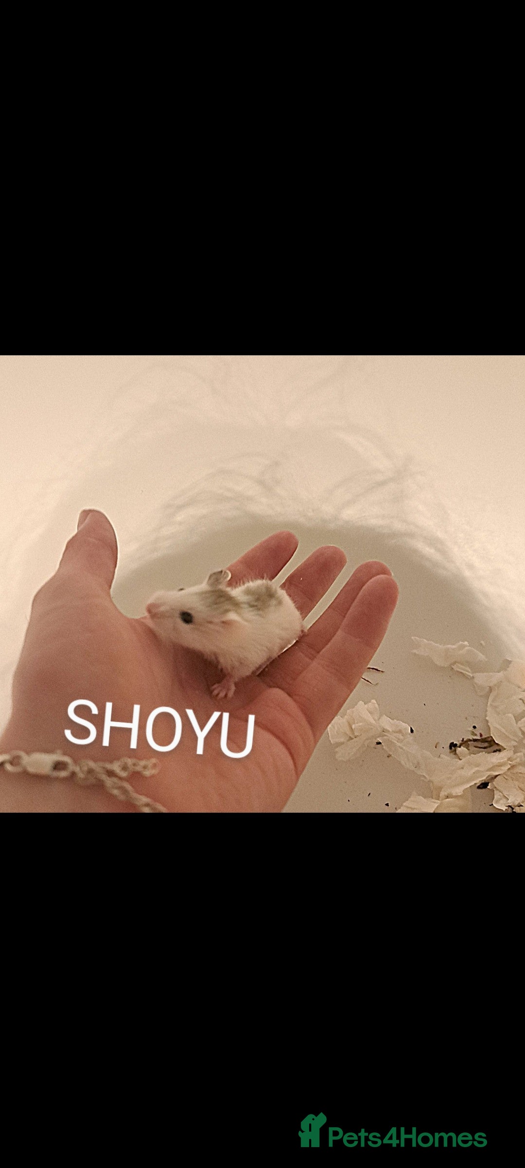 Hamster rodents for sale: Roborovoski baby hamsters - Image 3