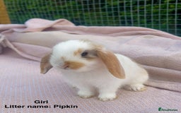 Mini Lop rabbits for sale: Mini lop bunnies  - Image 2
