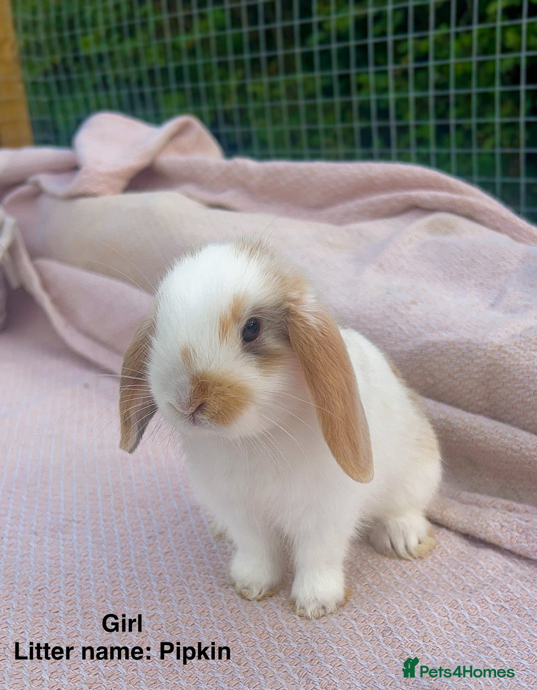 Mini Lop rabbits for sale: Mini lop bunnies  - Image 2