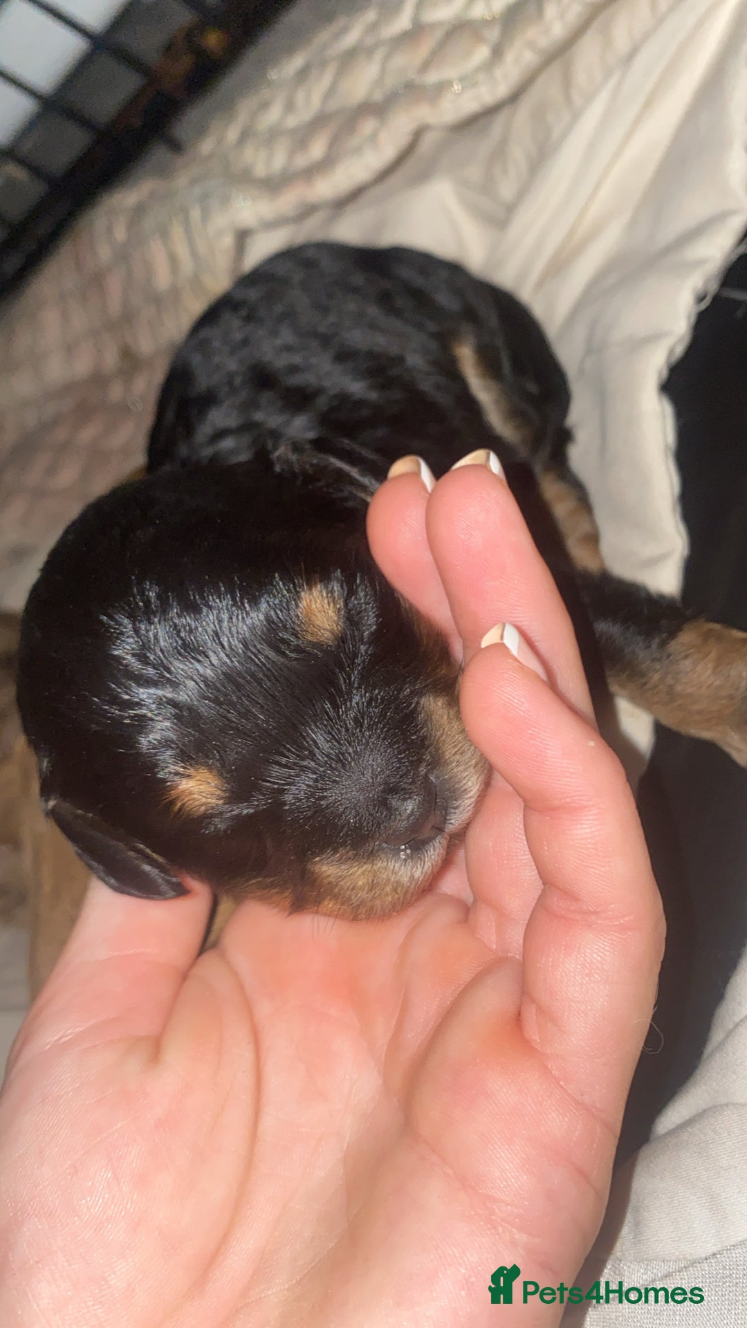 Cavapoo dogs for sale: Healthy unique cavapoos - Advert 5