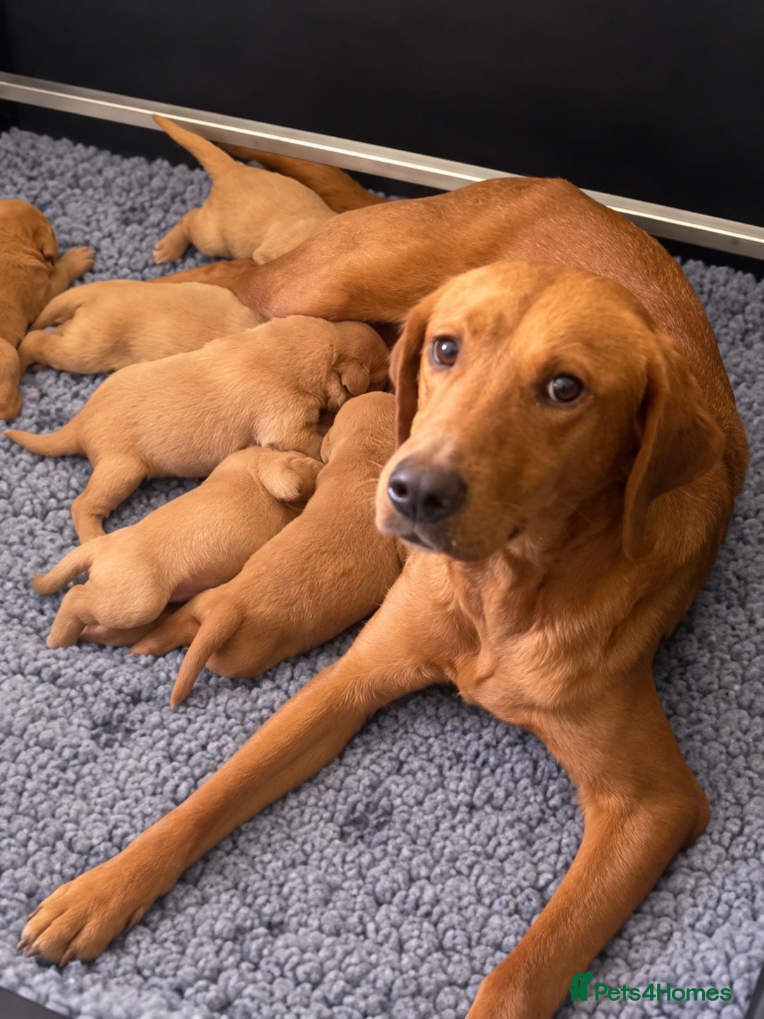 Labrador Retriever dogs ⭐️ Fox Red Lab Pups - Council licensed - Advert 2