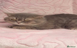 British Shorthair cats for sale: Friendly Male British Shorthair Kitten + Stuff in Birmingham - Image 6