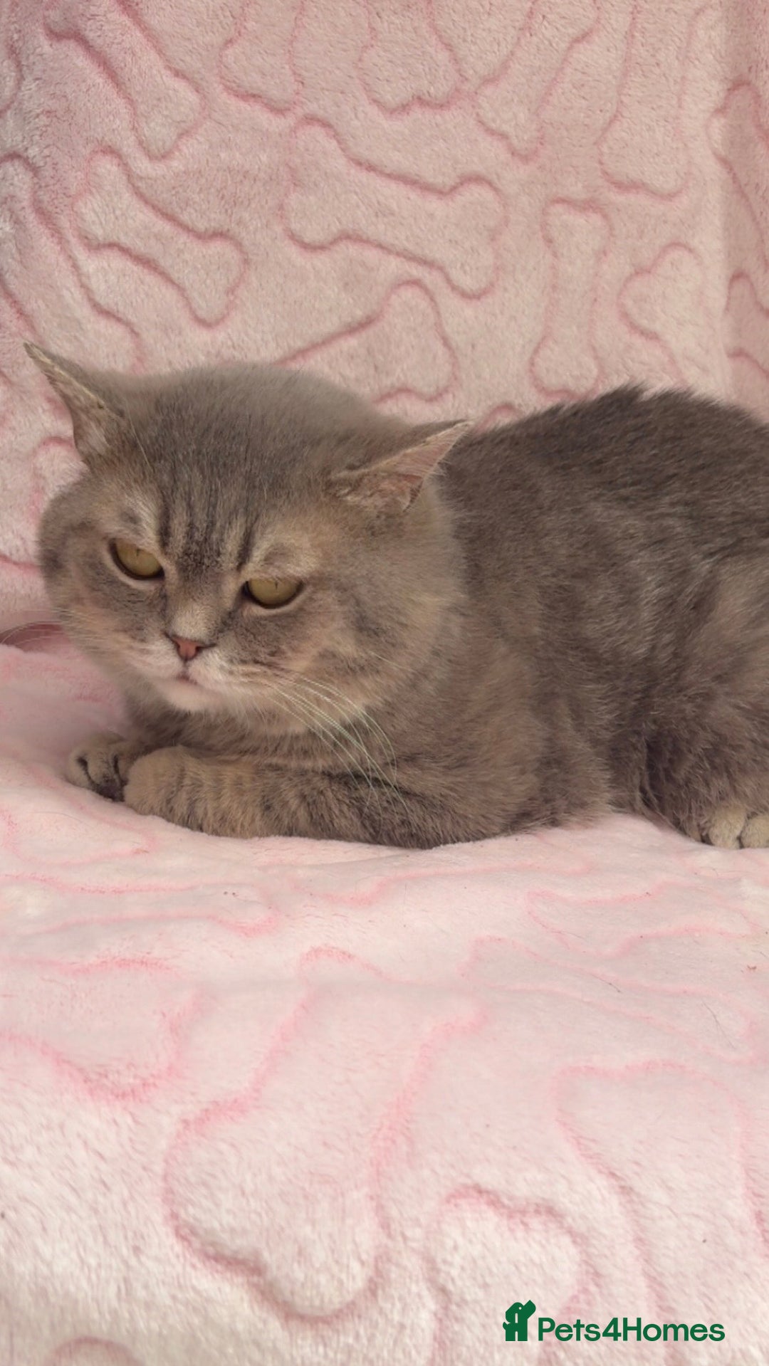 British Shorthair cats for sale: Friendly Male British Shorthair Kitten + Stuff in Birmingham - Image 6