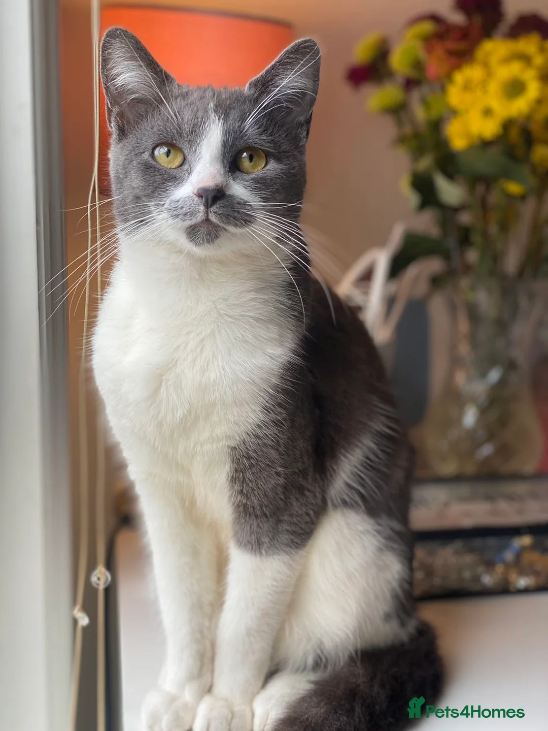 Mixed Breed cats for sale: Kittens for sale  - Advert 1