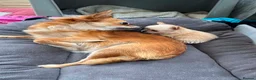Chihuahua dogs for sale: Chihuahua long coat boy - Advert 1