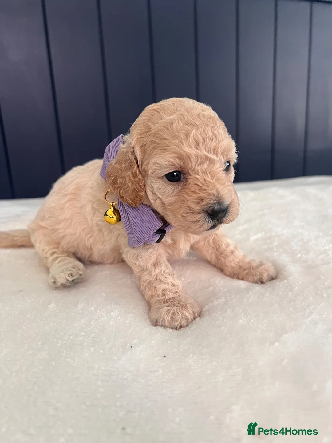 Maltipoo dogs for sale: Outstanding Maltipoos Puppies Ready to leave  - Advert 2