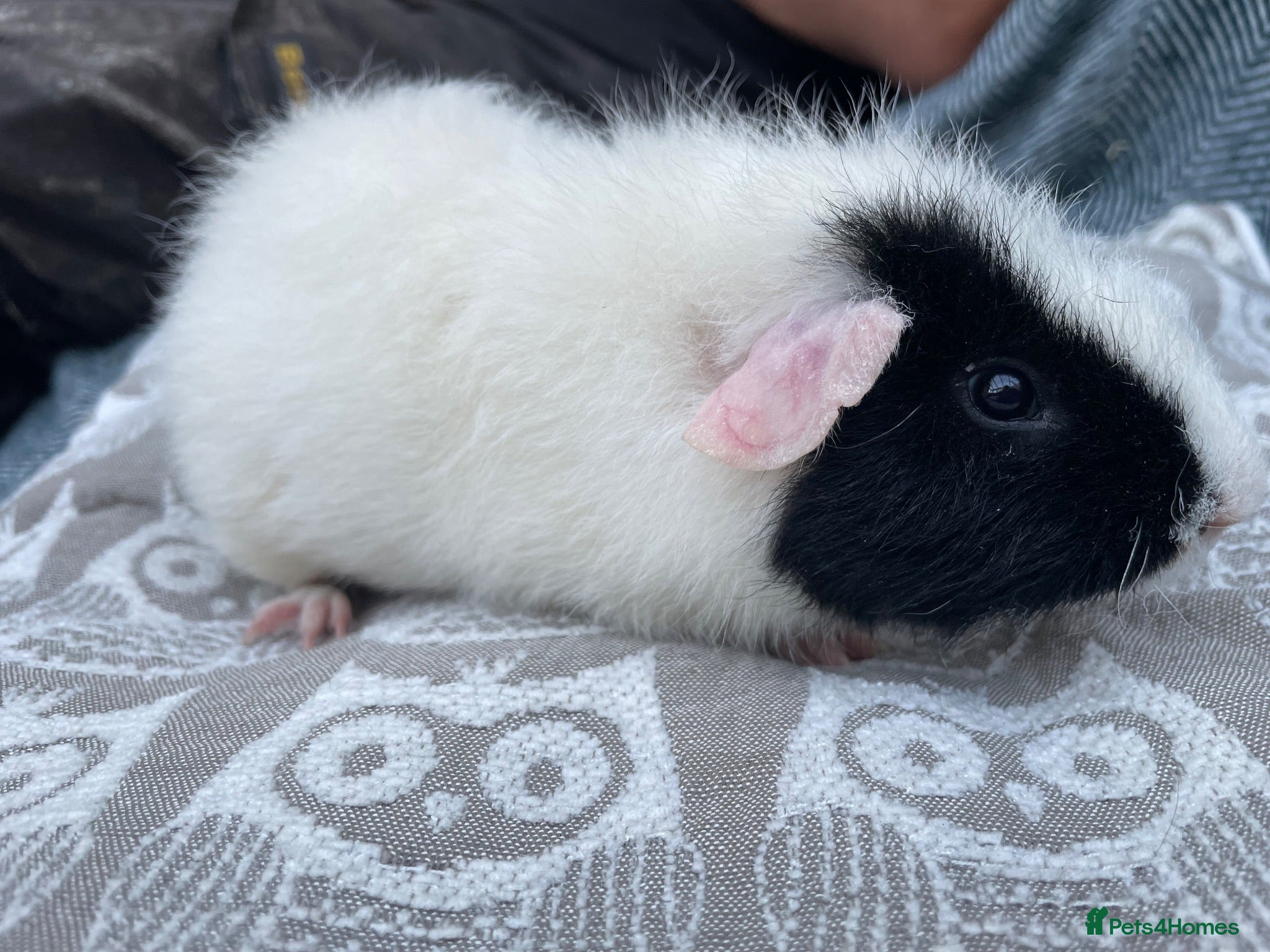 Guinea Pig rodents Teddy breed Male Guinea Pigs - Advert 2