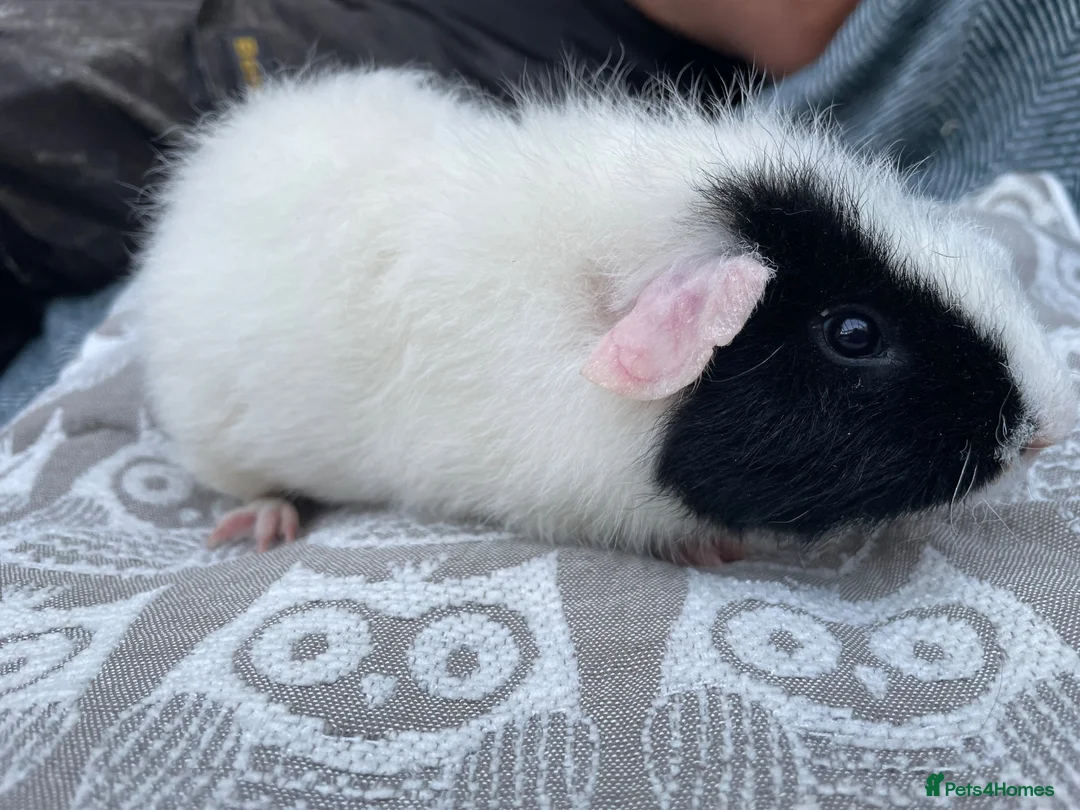 Guinea Pig rodents for sale: Teddy breed Male Guinea Pigs - Advert 2