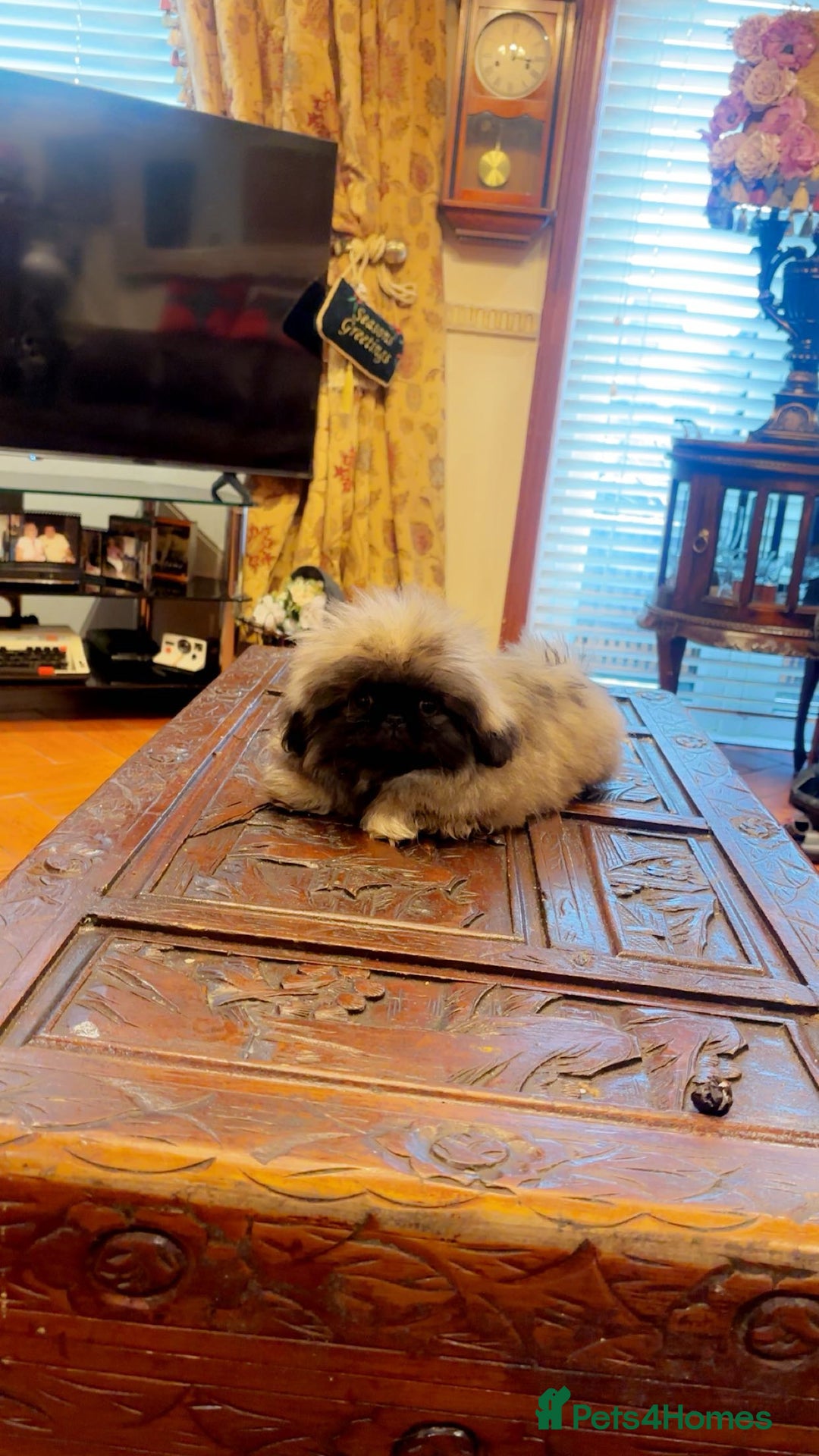 Pekingese dogs for sale: Stunning Pekingese puppies  - Advert 4