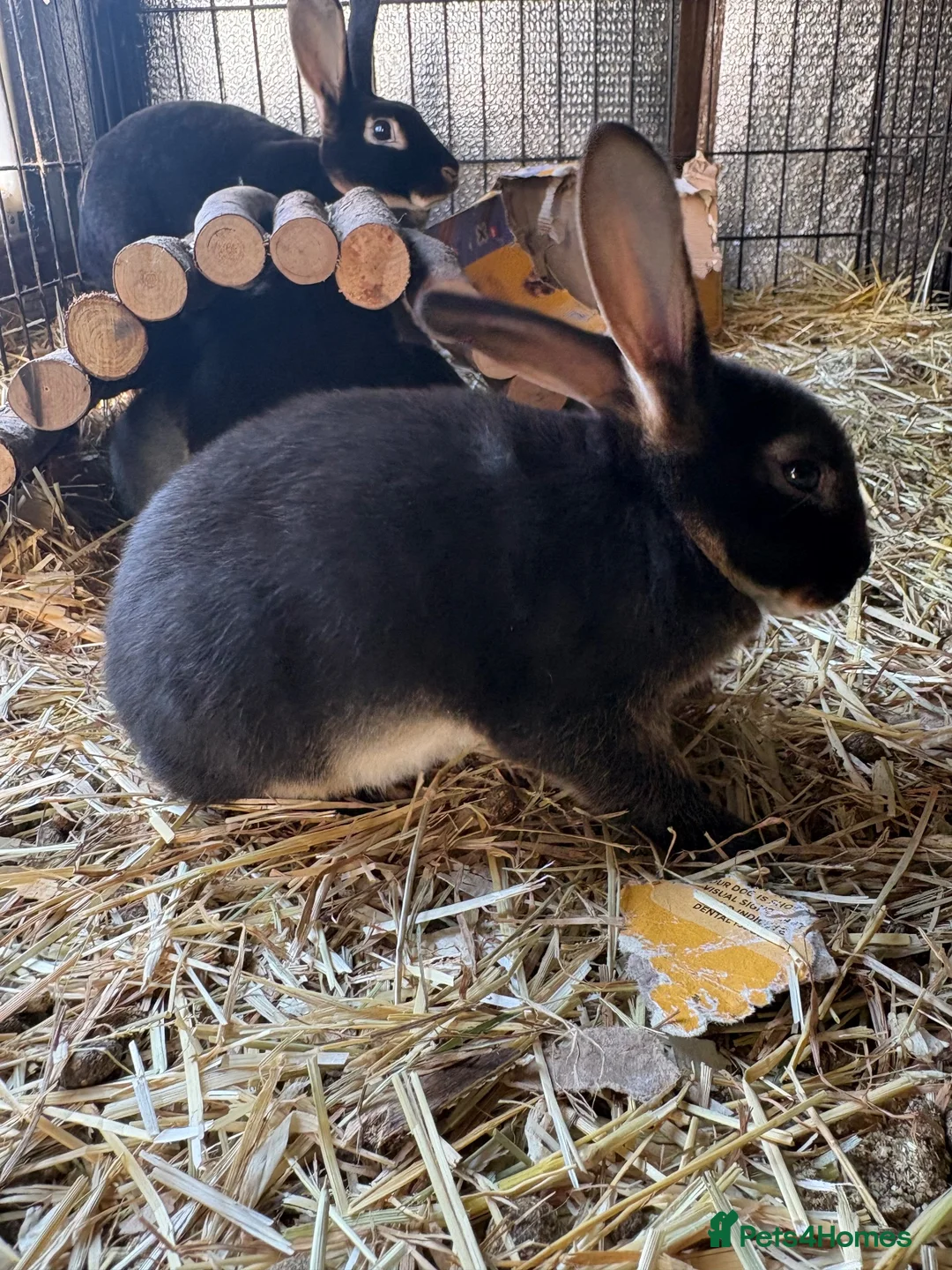 Rex rabbits for sale: Standard Rex (Black otter)ready to leave 3rd Nov  - Advert 4