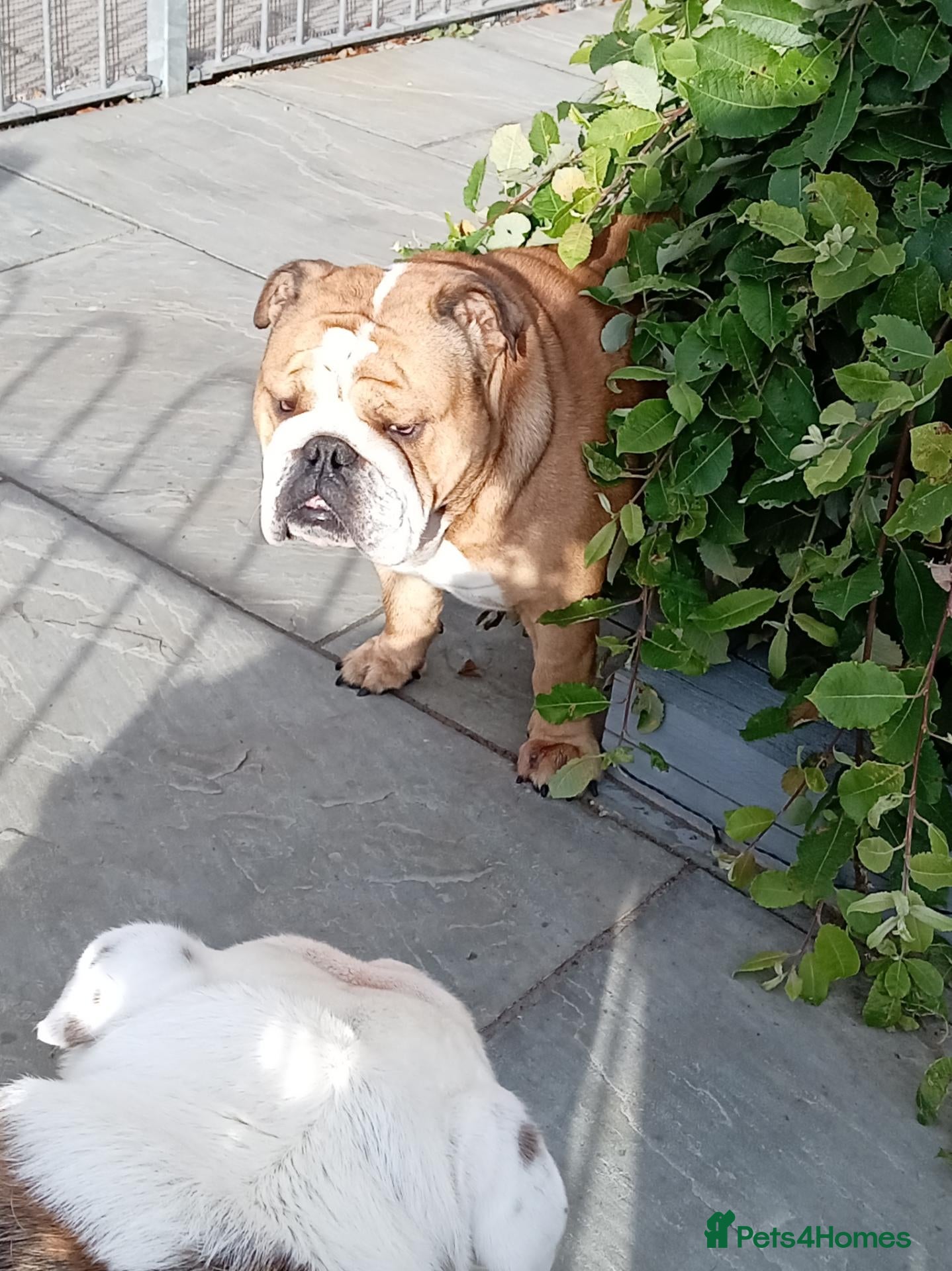 English Bulldog dogs Harry Fawn English Bulldog - Advert 15