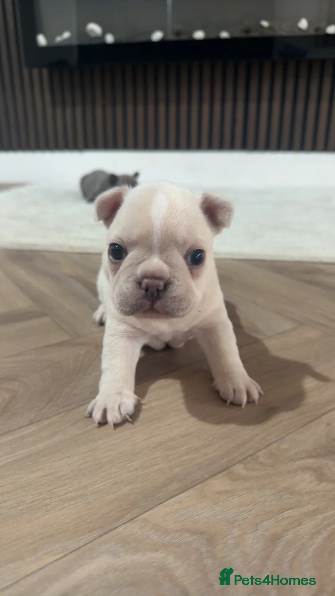 French Bulldog dogs for sale: Male french bulldogs  in Retford - Advert 2
