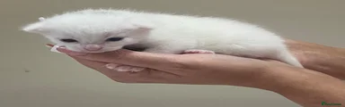 Mixed Breed 3