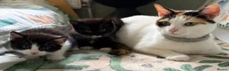 Mixed Breed cats for sale: 2 kittens for sale.  - Advert 2