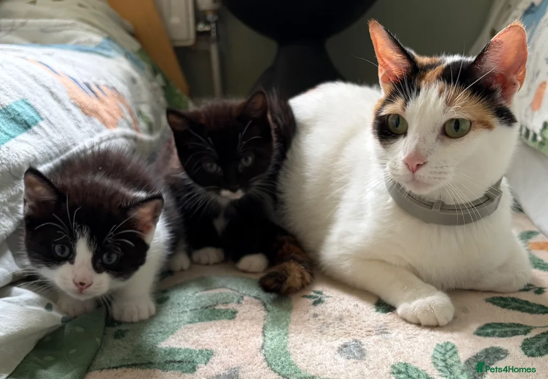 Mixed Breed cats for sale: 2 kittens for sale.  - Advert 2