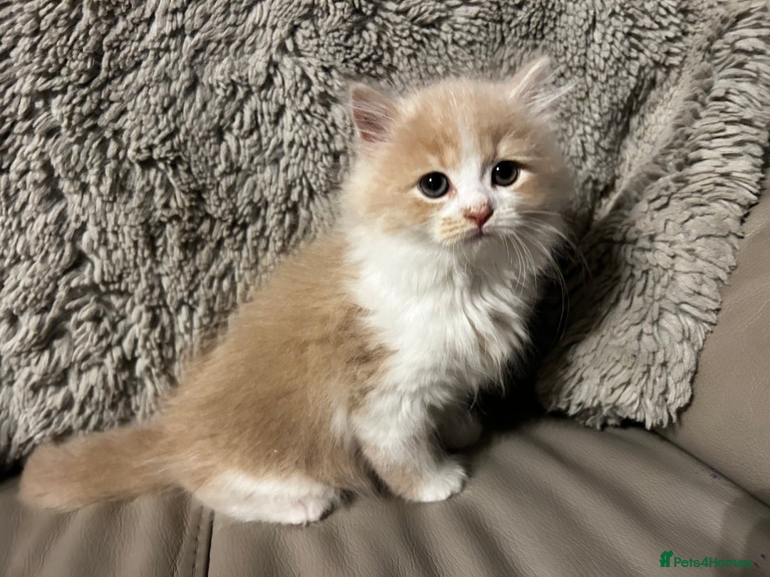 Persian cats for sale: Persian Cross Kittens ready to leave today  - Image 9