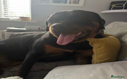 Rottweiler dogs for sale: 13 month old female Rottweiler  - Image 1