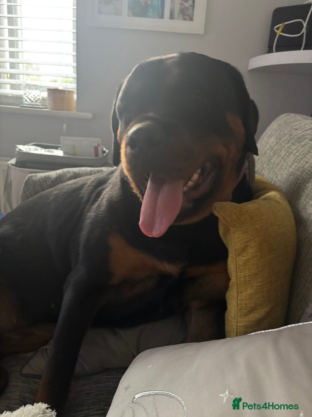 Rottweiler dogs for sale: 13 month old female Rottweiler  - Image 1