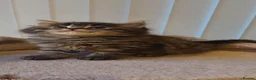Maine Coon cats for sale: Maine coon x Bengal x Russian Blue mixed litter - Advert 14