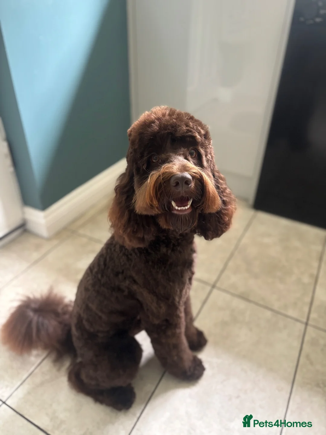 Cockapoo dogs for stud: Stud. in Wallsend - Advert 9
