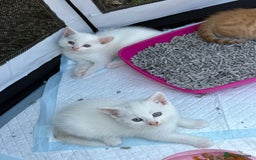 British Shorthair cats for sale: Adorable Kittens! - Image 14