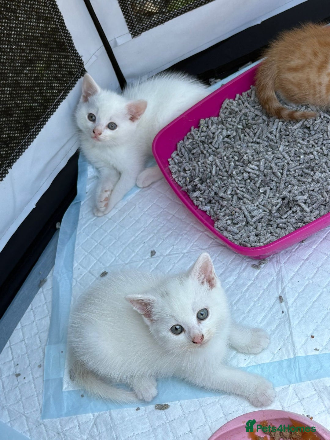 British Shorthair cats for sale: Adorable Kittens! - Image 14
