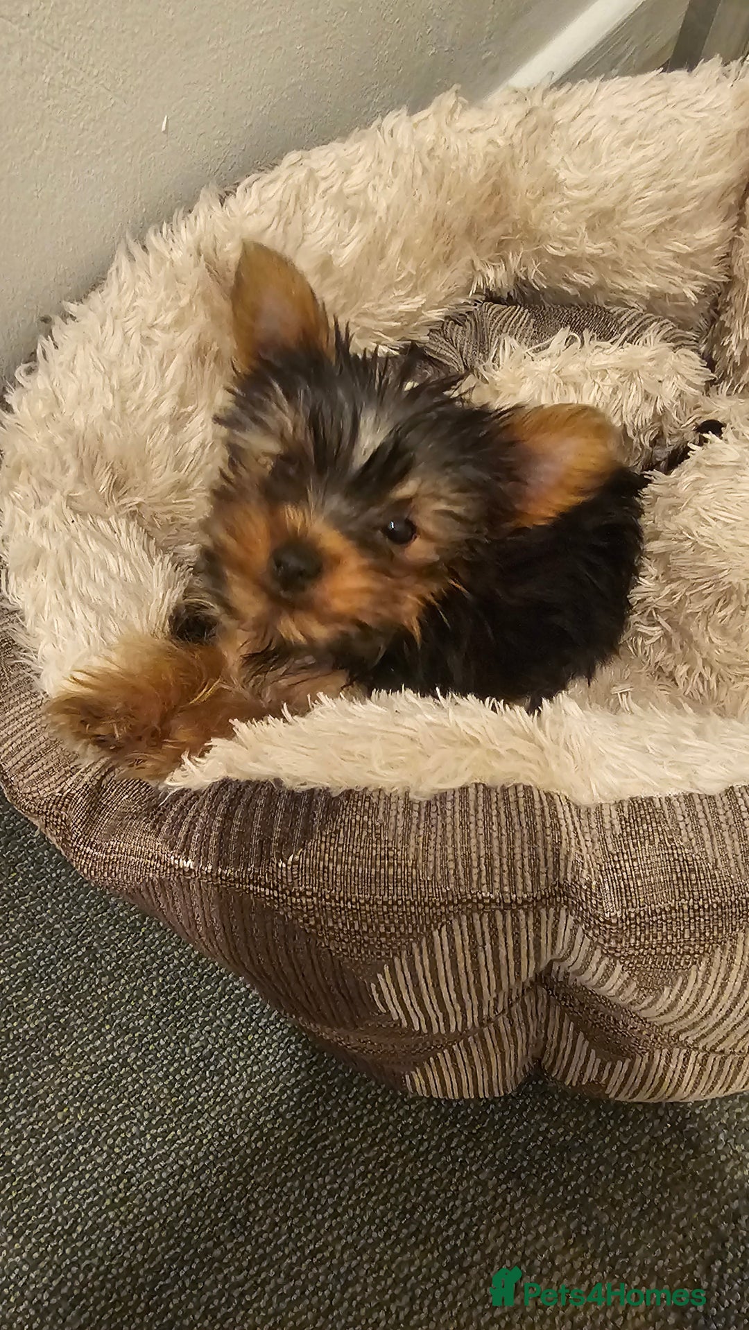 Yorkshire Terrier dogs for sale: Yorkie puppies  - Image 3