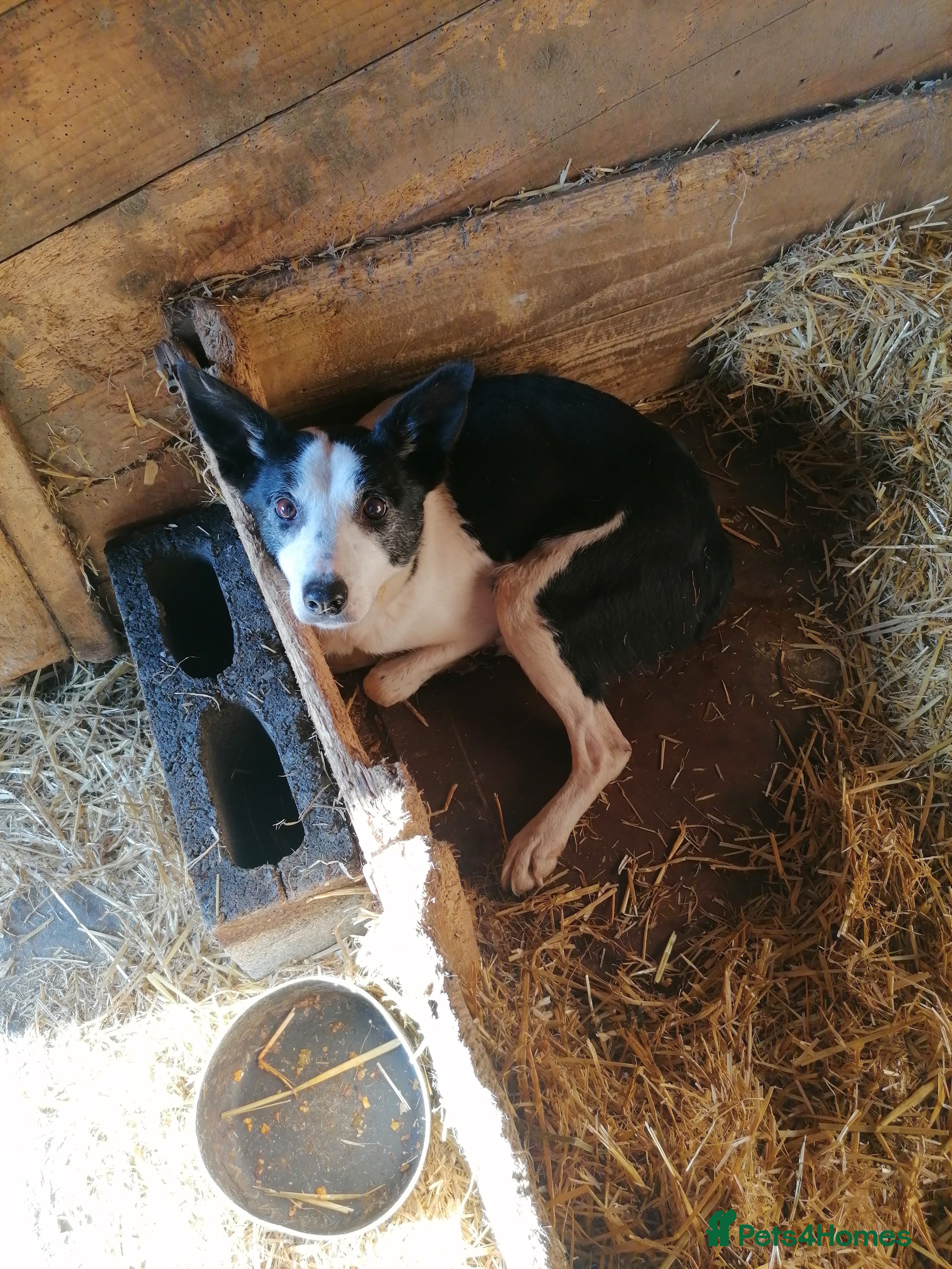 Border Collie dogs Working Sheepdog puppies  - Advert 6