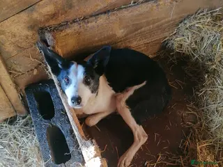 Border Collie dogs Working Sheepdog puppies - Advert 2
