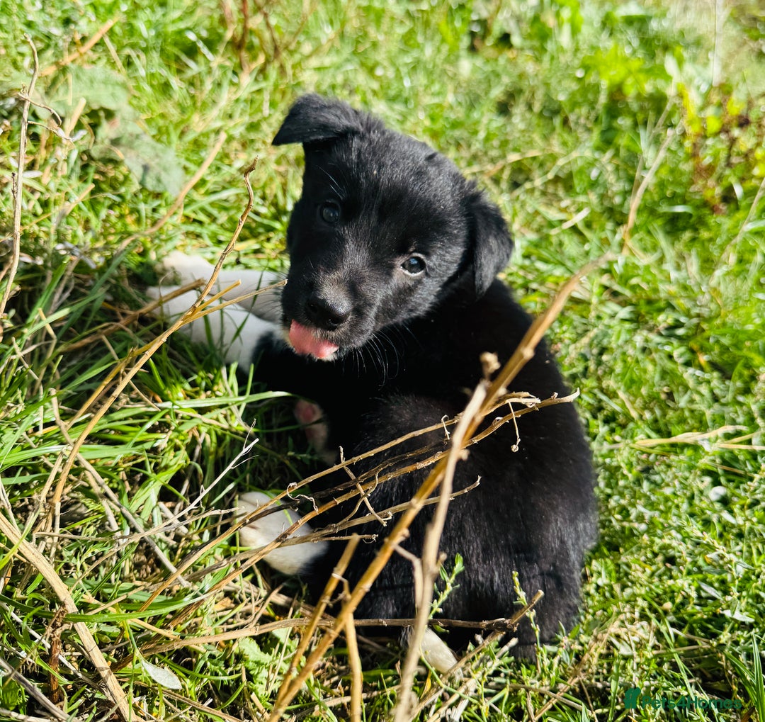 Border Collie dogs for sale: Gorgeous Border Collie puppies  - Image 6