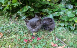 Mixed Breed cats for sale: FREE TO A GOOD HOME! adorable kittens for sale - Image 14