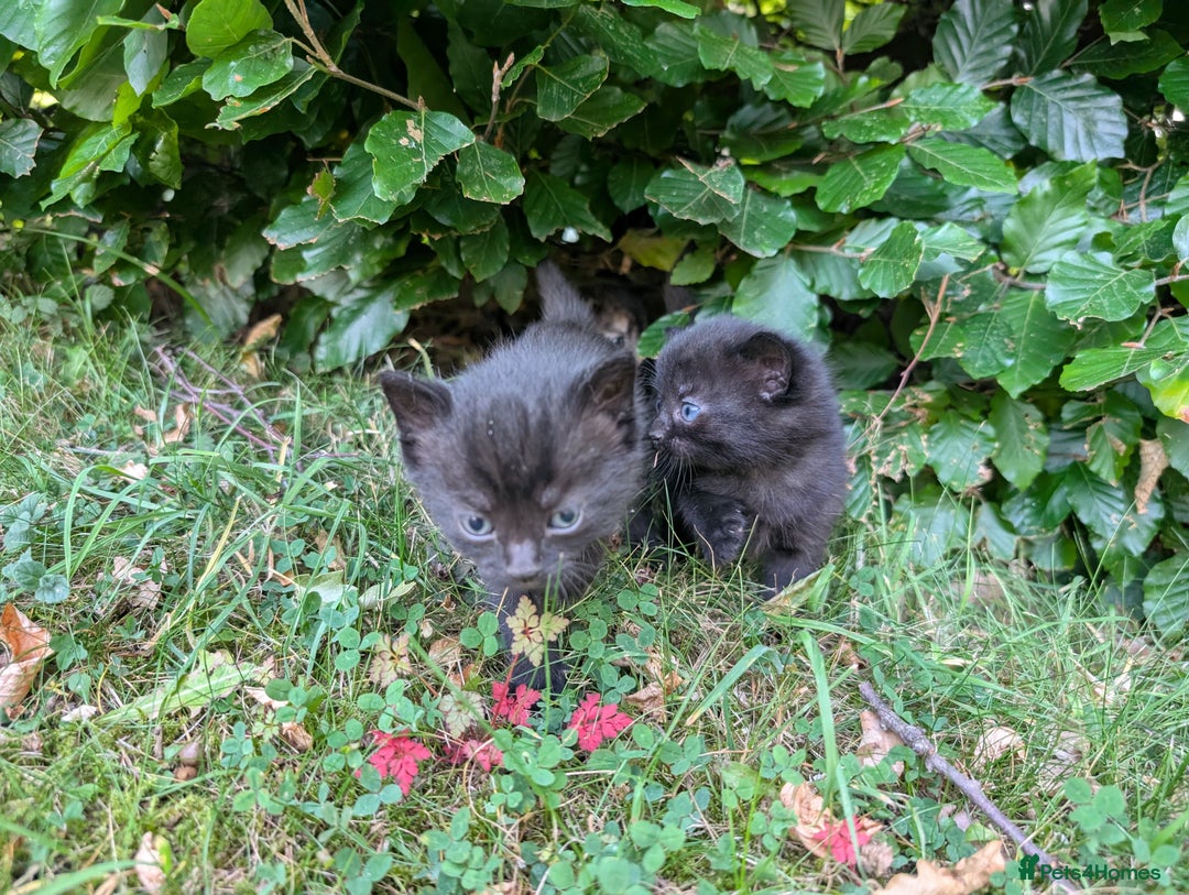 Mixed Breed cats for sale: FREE TO A GOOD HOME! adorable kittens for sale - Image 14
