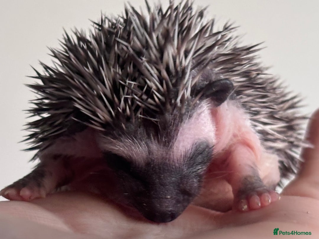 Pygmy Hedgehog rodents for sale: Girls Boys Ethically Bred African Pygmy Hedgehogs - Advert 9