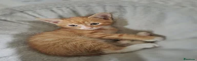 Ginger
