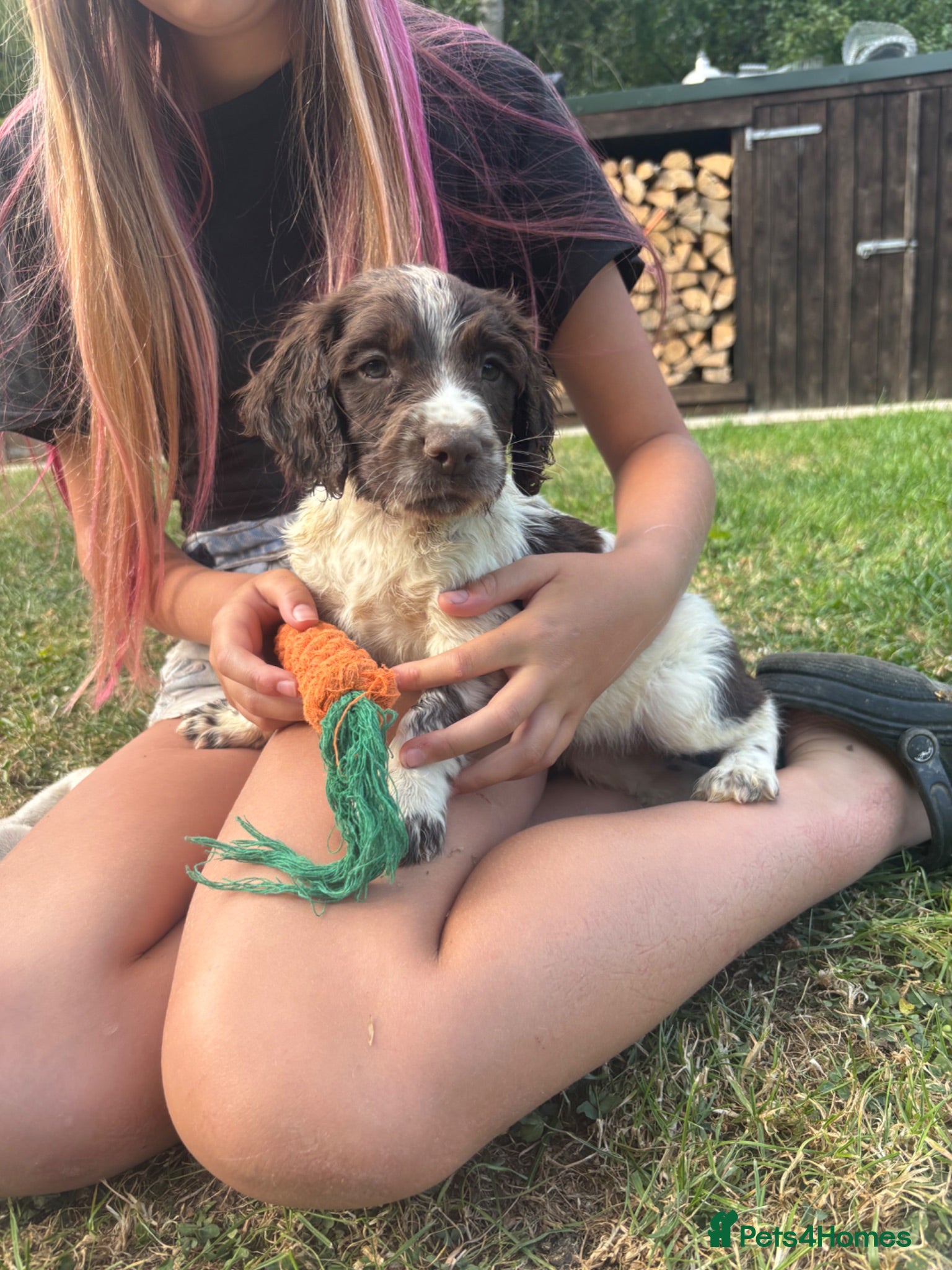 English Springer Spaniel dogs Springer Spaniel Puppies  - Advert 1