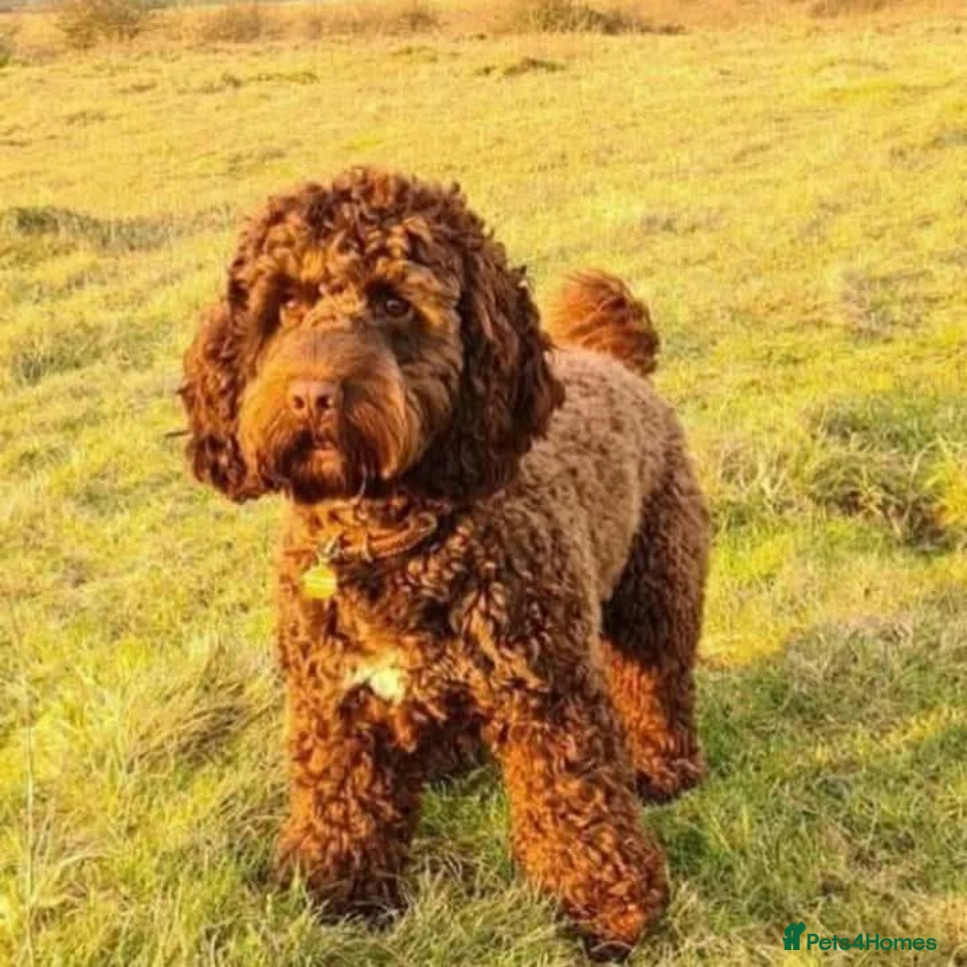 Cocker Spaniel dogs for sale: Beautiful show cockapoo litter due 1st march  - Advert 5