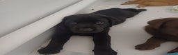Labrador Retriever dogs for sale: Labrador puppies - Advert 5