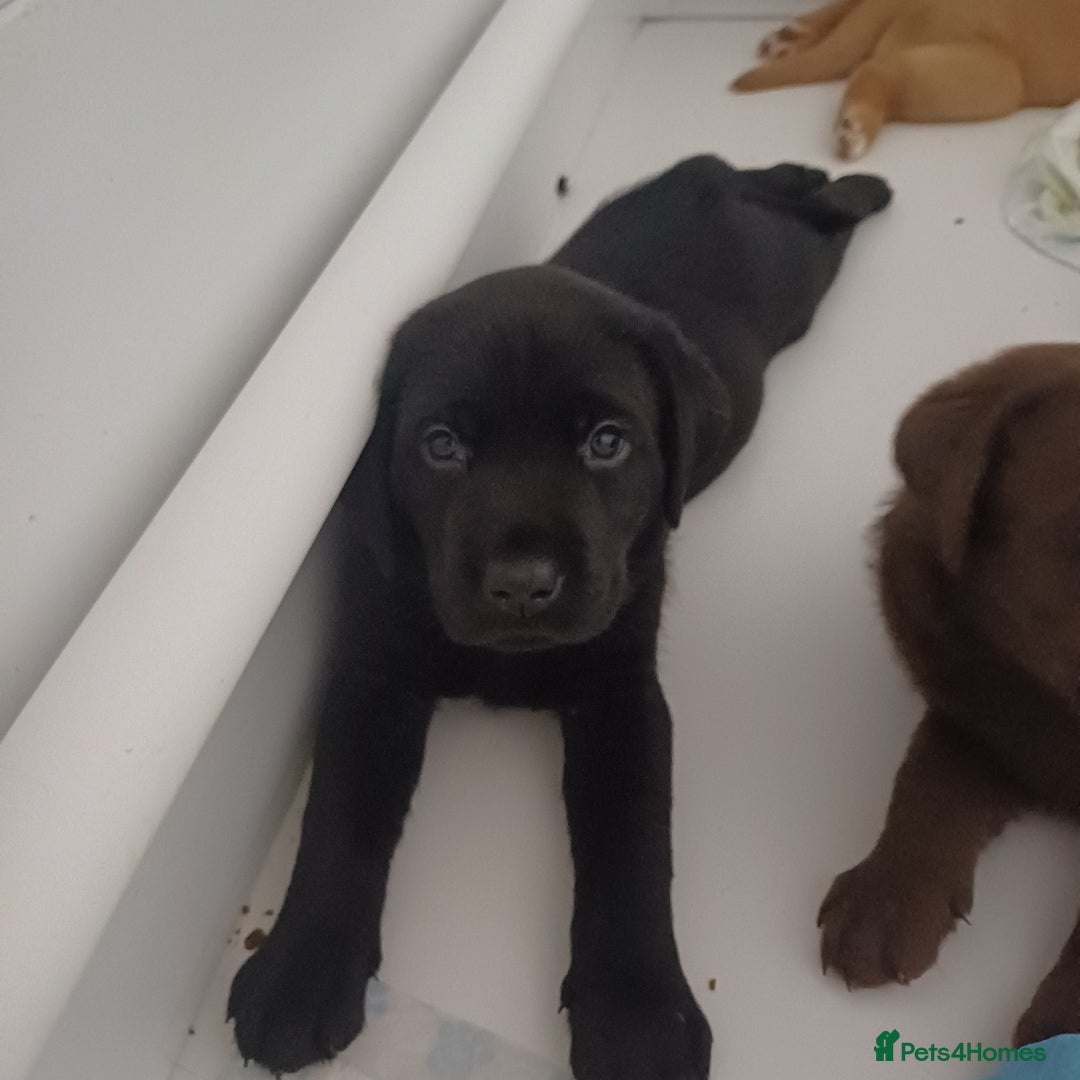 Labrador Retriever dogs for sale: Labrador puppies - Advert 5