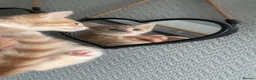 Mixed Breed cats for sale: Beautiful tabby cross kittens for sale  - Advert 11