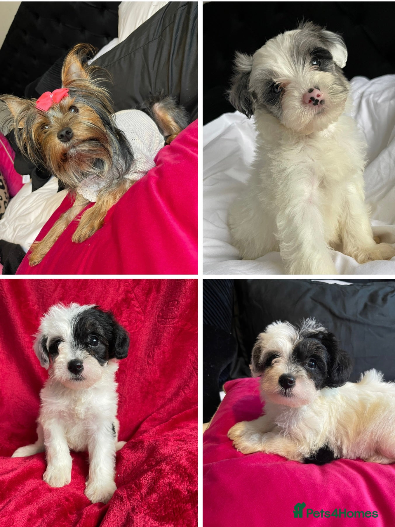 Yorkshire Terrier dogs Yorkshire terriers biewer  - Advert 10