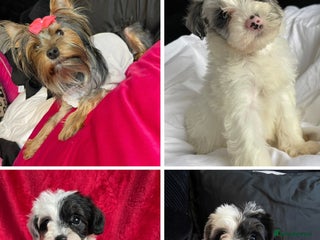 Yorkshire Terrier dogs Yorkshire terriers biewer - Advert 10